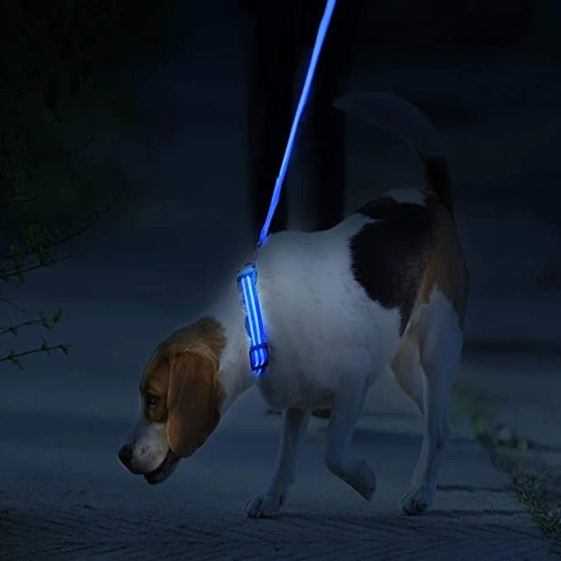 3 Modes Dog Luminous Charge Collar Led Usb Cat Dogs Collars Detachable Night Led Glow Dog Loss Prevention Collar Pet Accessories - Ammdog.com