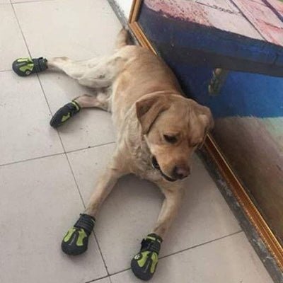 Chaussons pour chien - PetDogShoes™ - Jaune - Ammdog.com