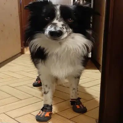 Chaussons pour chien - PetDogShoes™ - Orange - Ammdog.com