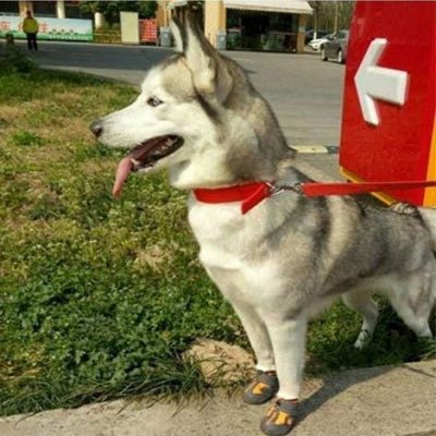 Chaussons pour chien - PetDogShoes™ - Orange - Ammdog.com