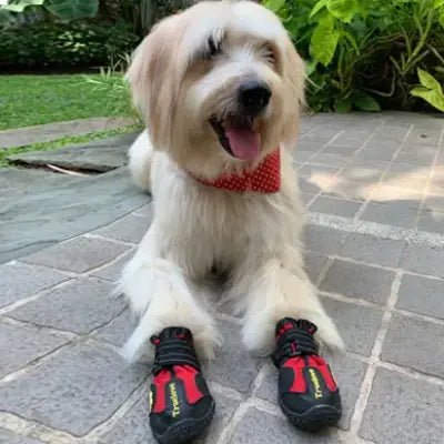 Chaussons pour chien - PetDogShoes™ - Rouge - Ammdog.com