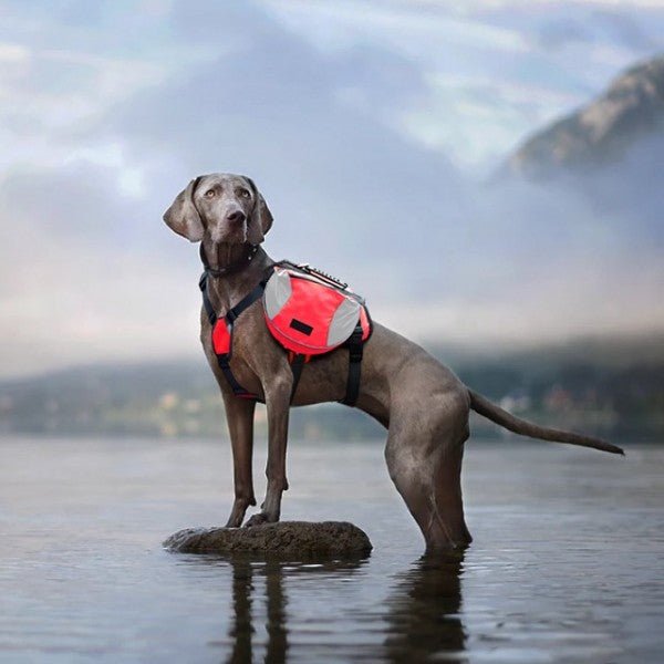 Sac de Voyage Chien - DogBackpack™ - Rouge - Ammdog.com